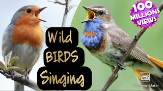Singing Birds | Wild birds singing Beautiful music part 1 #wildlife #Birds #singing