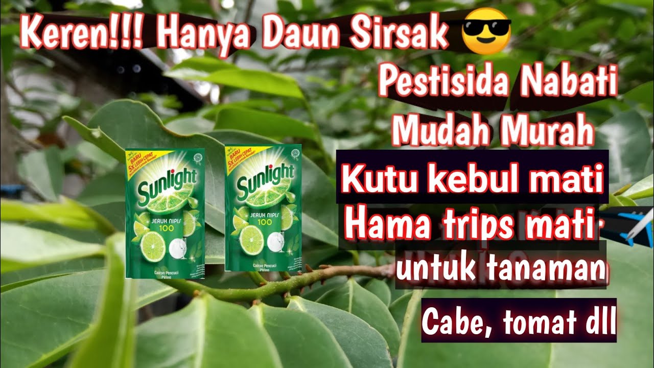 Pestisida nabati daun  sirsak  YouTube