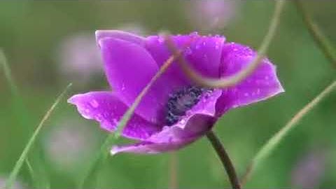 (ربنا أصرف عنا عذاب جهنم إن عذابها كان غراما)حالات واتس آب قرآن كريم