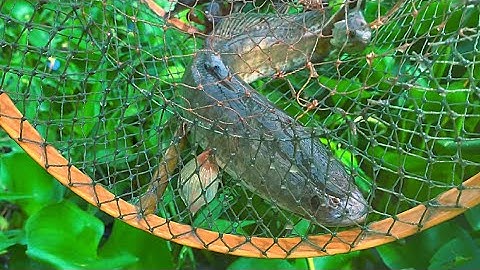 Hôm Nay Hai Mẹ Con Xinh Đi Thăm Lờ Cá Lóc | Xinh Cá Xinh Cá Miền Tây