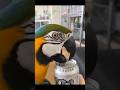 Is your macaw always comical? Macaw activities #tunnyvideo #foruf#pet #fyp#cute parrot #funnyparrot