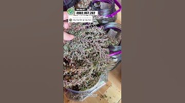 cây cỏ sữa lá nhỏ thân màu tím ngâm rượu thần dược chữa đau nhức xương khớp