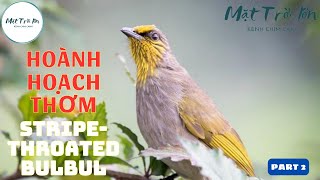✅Tiếng chim Hoành hoạch thơm mồi | Bông lau họng vạch | Stripe-Throated Bulbul | นกปรอดคอลาย (P2) screenshot 3