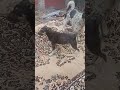 Сегодня мы решили сделать нашим  друзьям приятный сюрприз и расстелили на территории уютный ковёр.