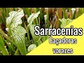 Como cultivar sarracenias - 2019