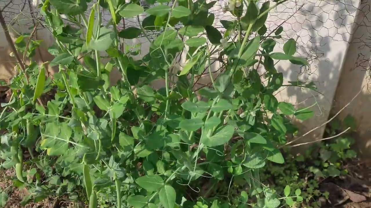 Very easy to grow green peas in garden + Harvest