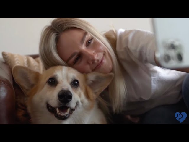 Mobile App Launch ╏ UpDog