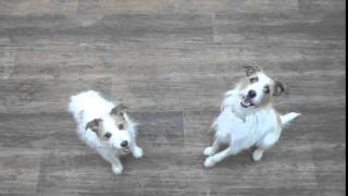 じゃん君&リュックちゃん・ターン競争(犬のようちえん®堀江教室)