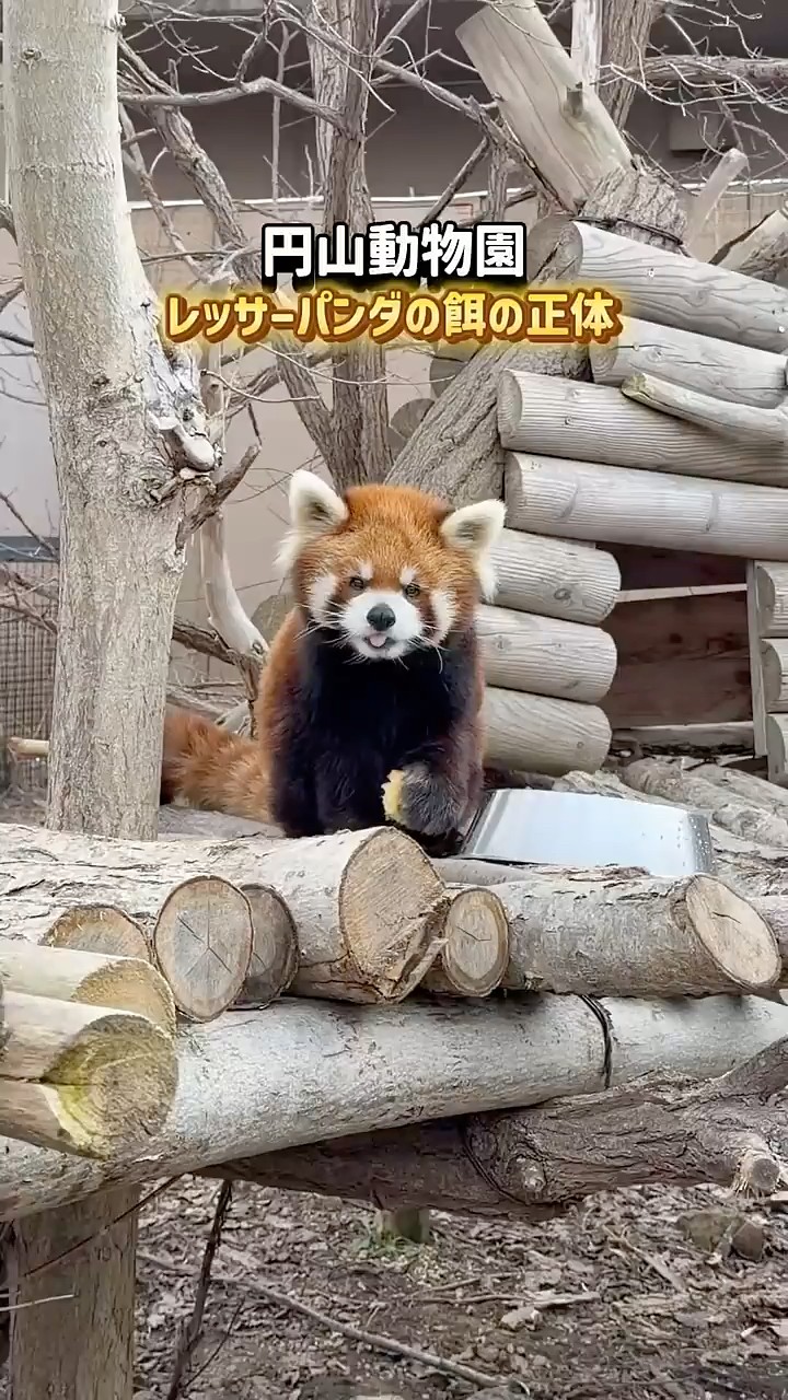 What do red pandas eat? - Maruyama Zoo - YouTube