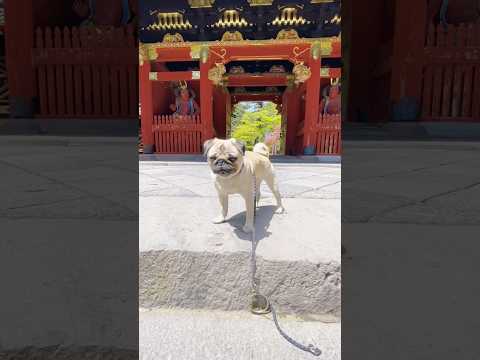[パグ]仁王立ち🐶 (temple and dog) #日光東照宮 #shorts