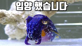 transformation genius cuttlefish