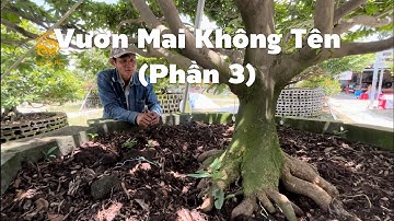 Những cây Mai Vàng cổ thụ khủng trong Vườn Mai Không Tên ở Bình Chánh (Phần 3)|Vùng Đất Rồng 