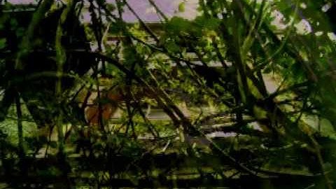 THE VOYAGER PROJECT - Movement X