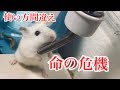 【悲報】使い方を間違えハムスター命の危機に【注意】