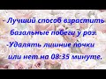 Лучший способ взрастить базальные побеги у роз и нужно ли удалять лишние растущие почки у роз.