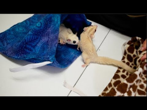 Vídeo: Sugar Gliders: Informações Gerais e Pet Keeping