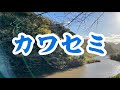 カワセミ/瀬生ひろ菜さん/coverちぇりぃーʚ♡⃛ɞ
