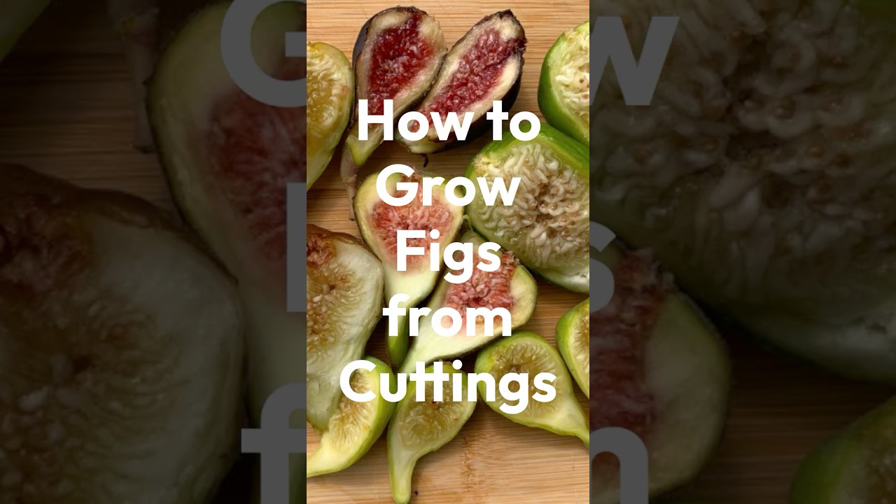 How to Grow Figs from Cuttings