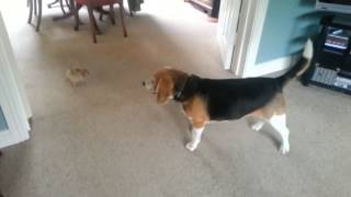 Teacup chihuahua vs beagle