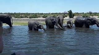 Chobe River in Botswana big herd of elephants stunning my vacation