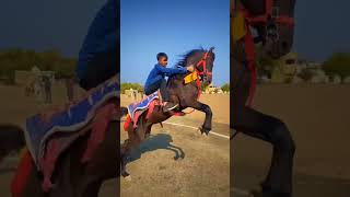 hors love ❤️👑#horselover #horse #horsepower #horseriding #kathiyawadi #ghoda #horselovers