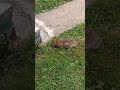 Bunny Rabbit Eats in My Yard #rabbit #hare #animalshorts