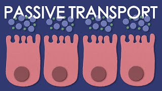 Passive transport: diffusion and osmosis