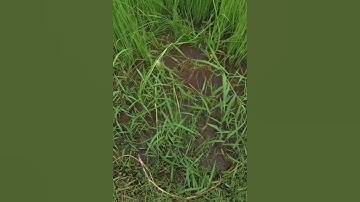 Con cá khổng lồ ẩn nấp trong bụi cỏ #cacconvat #docla #fishing