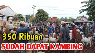 Harga Kambing Hari Ini Sangat Sangat Menggairahkan Pembeli 350 Sudah Dapat Kambing