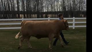 Episode 25 Max Burris and Yogi Bear Vold Jones Vold video for our virtual sale