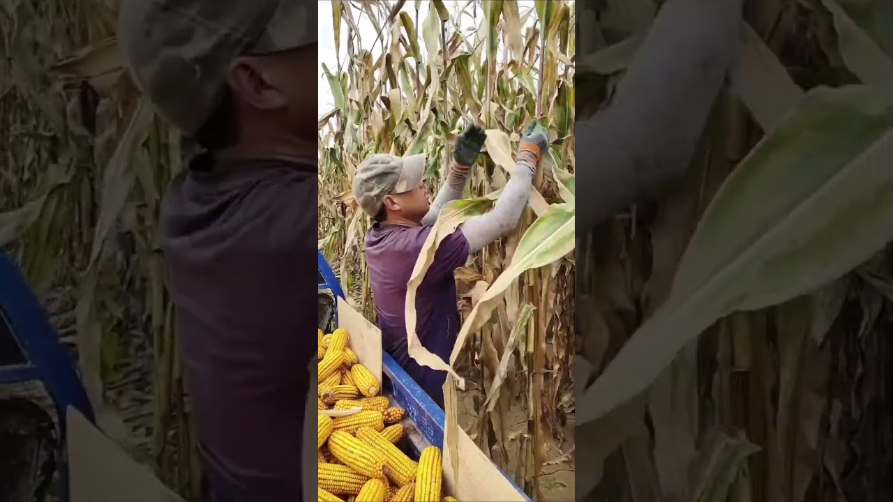 Manual harvest, timeless method. 