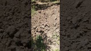 Semihanın Yeri Ana Boru Hattı