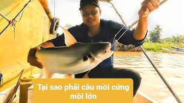 Câu cá dồ đém #25. Tại sao phải câu mồi cứng,  mồi lớn.