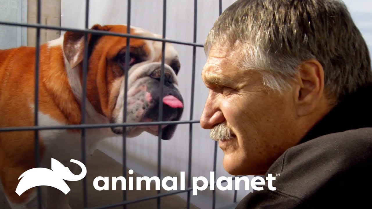 Dr. Jeff visita centro que acolhe cães resgatados | Veterinário das montanhas | Animal Planet Brasil video to gif