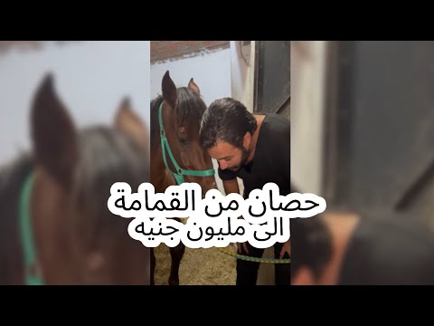 فيديو: هل يعمل علاج الخيول؟