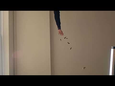 Helicopter sycamore seeds falling in slow motion slomo