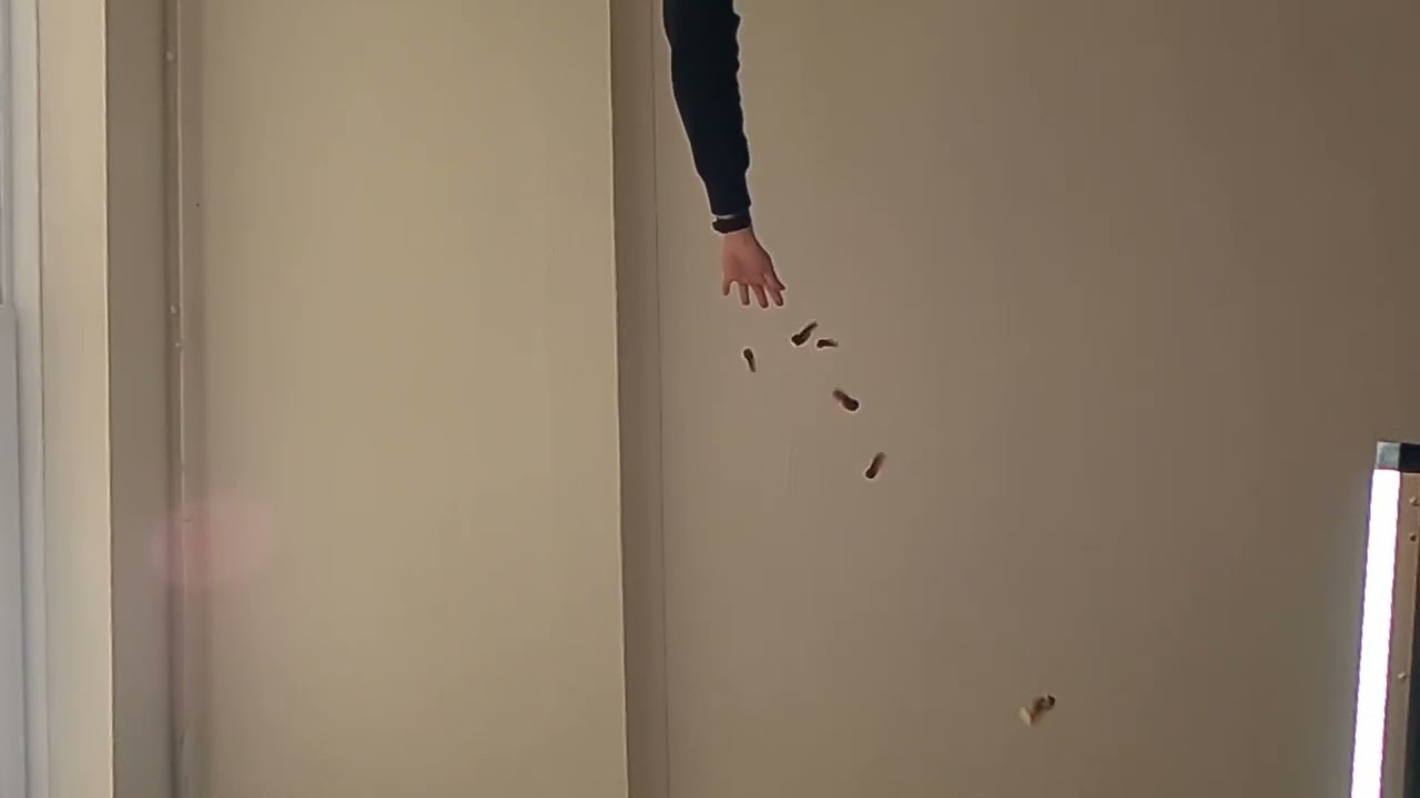 Helicopter sycamore seeds falling in slow motion slomo