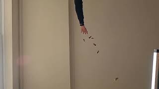 Helicopter sycamore seeds falling in slow motion slomo