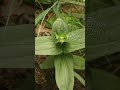 Zinnia elegans 80 days in nature Time-lapse