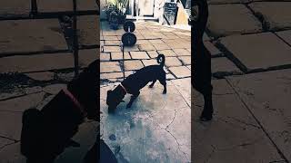 King Of Dogs Patterdale Terrier