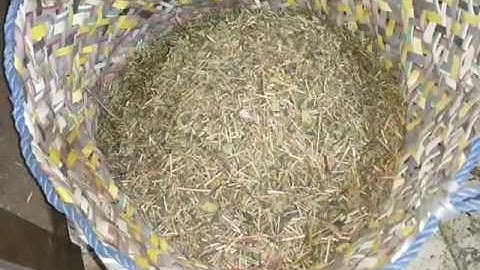 ISORT Color Sorter - TEA   GREEN OP (IGSP)