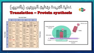 شرح عملية الترجمة وتخليق البروتين بالعربي - Translation and protein synthesis