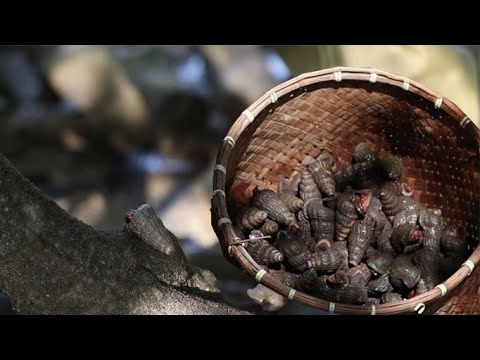 Malaysian Food Life : Jumpa port siput sedut baik punnya ! Kita masak lemak Nenas