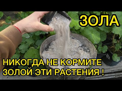 ЗОЛА - ПОЛЬЗА И ВРЕД ПОДКОРМКИ РАСТЕНИЙ. ПЛЮСЫ И МИНУСЫ