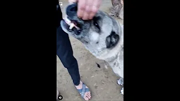 شاهد اسنان كلب الكانجال 
