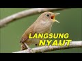 Masteran Pancingan Burung Cendet Murai Kacer C Ijo Paling Di Cari Mp3 - Mp4 Download