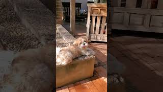 Lhasa Apso Lenny lounging with schnoodle Ellie and my Woody.