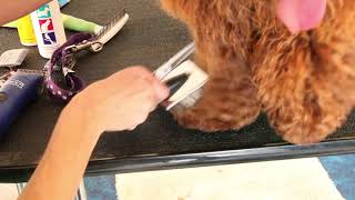 The Teddy Bear Paw Cut.mov by Royal Diamond Labradoodles 893 views 2 years ago 49 seconds