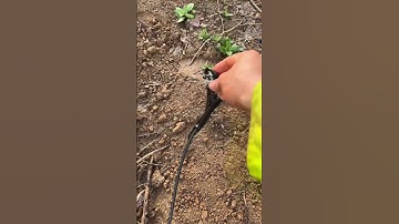 Cách kết nối bộ béc g5 tưới cà phê vào ống nhánh LDPE