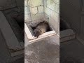 الضبع النادر البني
